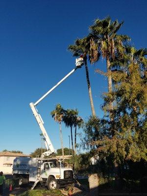 The safest and fastest way to trim palm trees