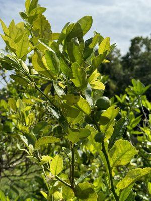 Key Lime Tree