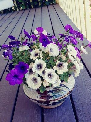 Gorgeous and healthy petunias