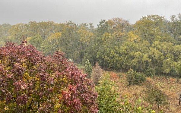 View from my deck - Zorinski Preserve.