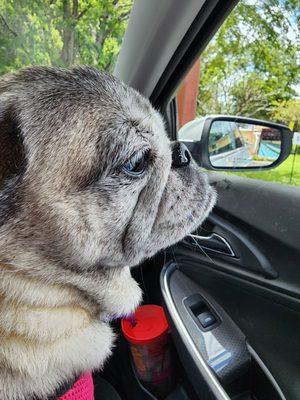 I'm the only pug who shouldn't lose weight - wait til I drive home & tell everyone!