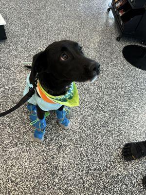 My pup loving his new gear