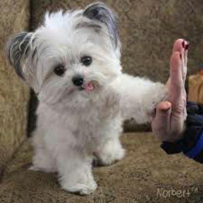 This dog will high-five you if you hire us!