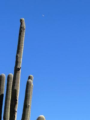 Cactus and woodpecker