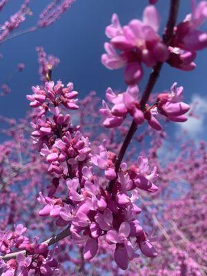 Western red buds