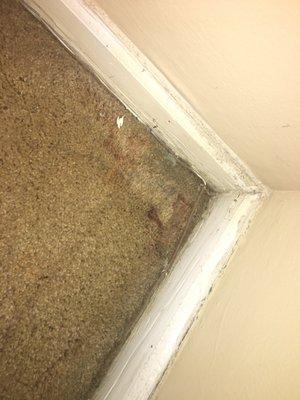 Mold & rot from apartment flooding. Stinks! ewww