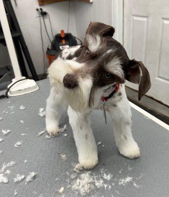 Sherman is a schnauzer puppy who came to us badly matted and with very long nails. He was such a well behaved little boy.