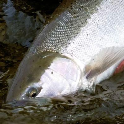 Pacific Fly Fishers - Fly Fishing Store - Mill Creek, Washington