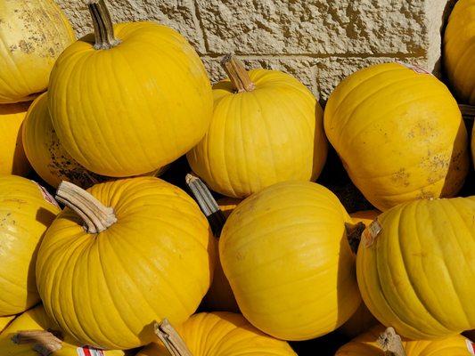 Yellow pumpkins