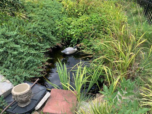 Koi fish pond