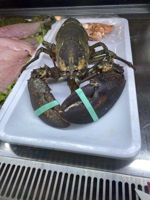 Live lobster!