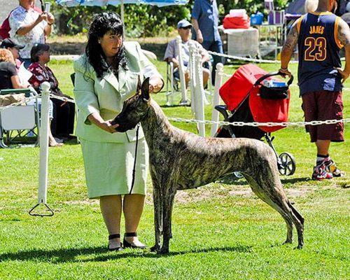 Carolyn showing her dog Rose at a show.