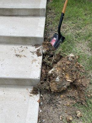 Concrete rock with wooden stake stuck in it.