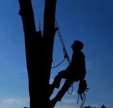 General health and deadwood pruning