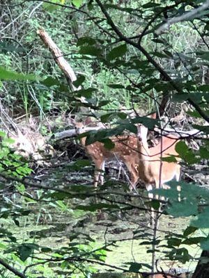 August 2020 fawn with doe in back woods here.