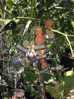 A hybrid tree that can host 6 kinds of citruses: tangelos, lemons, limes, mandarins, valencia oranges, and navel oranges.