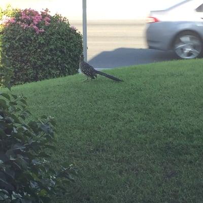 I'm bird watching from inside the Jiffy Lube.