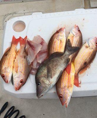 Someone from Orlando caught these beautiful fish off Sarasota on there b-day. Great fun day with Theresa and Alan.