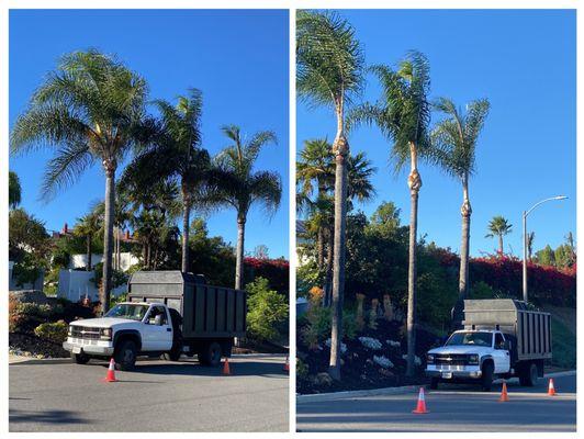 Palm tree trimming