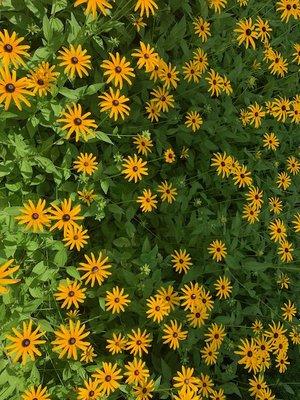 Black eyed Susans