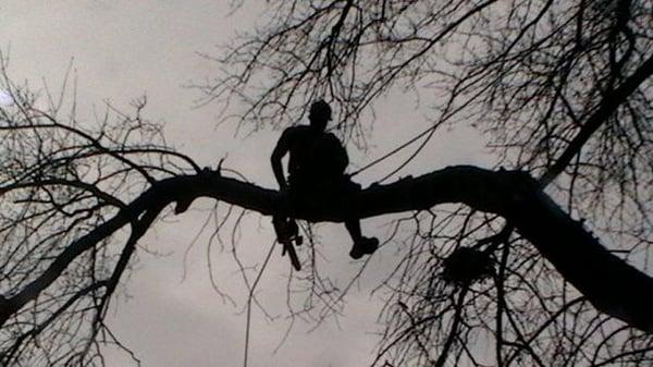 Tree Removal in Lincoln, Nebraska