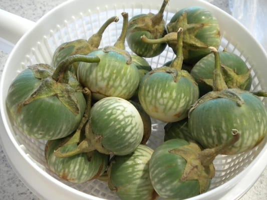 Thai Eggplants - when they have this, i buy!!!  but it's seasonal.....