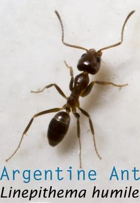 Argentine Ants! The Most Common Nuisance Ant 
Species in So. California