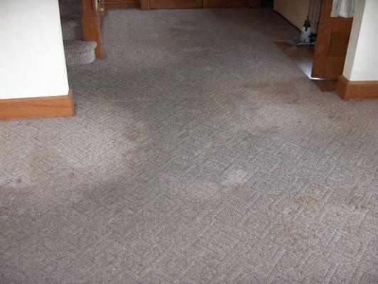 Heavily Soiled Living Room Carpet