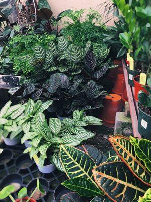 Gorgeous indoor house plant selection: Calathea, Spider Plants (white strips), Croton bottom right corner w/ vibrant colors!