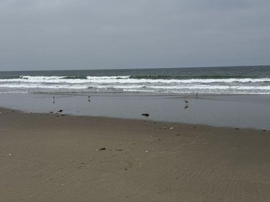 Birds on the beach