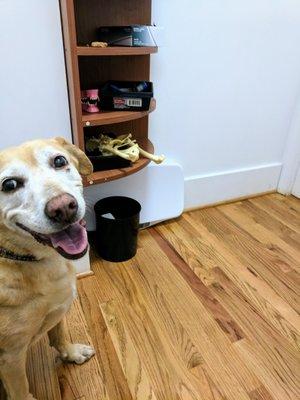 Sandwich, waiting to be seen by Dr. Teferi. Hopeful that the bones on the shelf are for her.