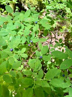 Wild Blueberries on the trail!