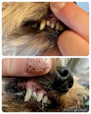 Check out the quality work of my 5 year old yorkie's teeth! Highly recommend.