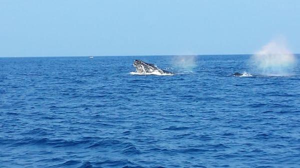 Humpback Whale