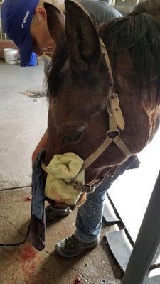 Indy, 35 year old, half-Arab gelding being treated by Dr. Bardo for a severe 'choke!'