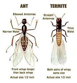 Ants & termites