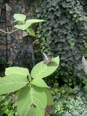 Butterfly Greenhouse