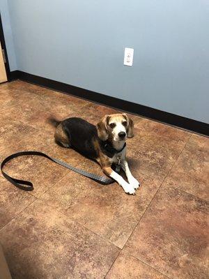 Bennett the Beagle waiting on his test results.