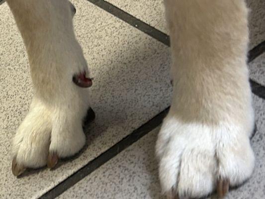 Broken dewclaw! Sierra Veterinary Hospital was careless!!! Dr.Yao had to tell me my fur-baby needed emergency surgery!?