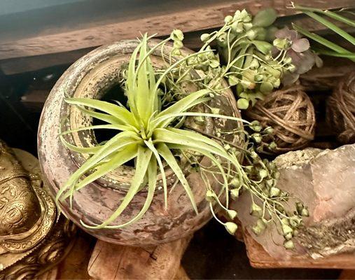 Air plants creatively enjoyed