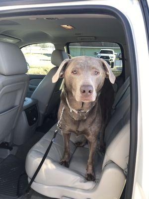 Jemma, our 3 year old Silver Lab