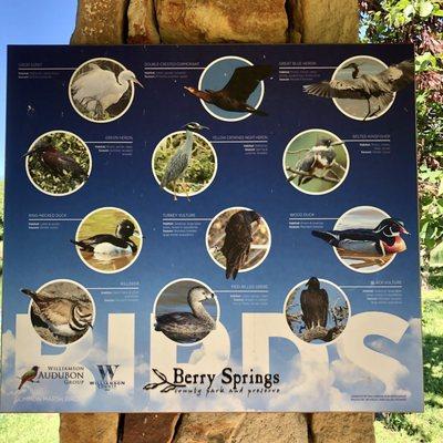 Some of the bird species you may encounter around the pond and creek