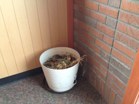 Returned one week later. The dead plant is now in the corner and not in the middle of the room. I guess Pizza Hut has standards.