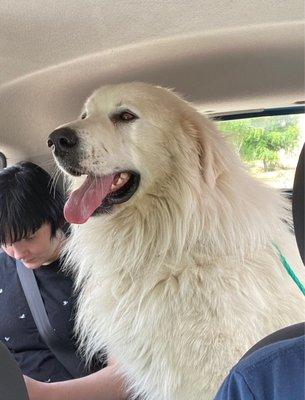 Our Great Pyrenees Roo we adopted from DAS