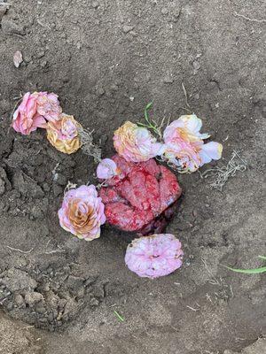 Burying my placenta and planting an apple tree over it, an idea inspired by Maria.