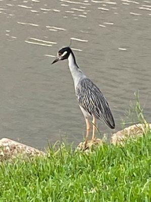 Stately gray heron