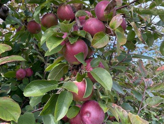 Gorgeous tasty apples.