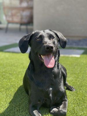 Dog on pet turf