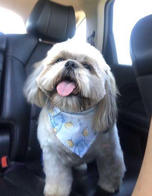 Holly the Shih Tzu