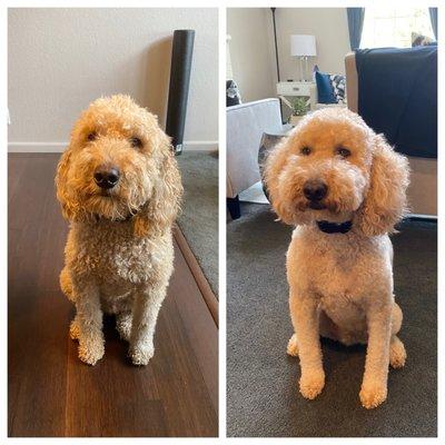 Before and after grooming